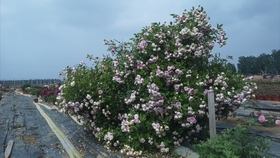 46f5739851600e55cee6caced46a885731ff8bc2.jpg@280w_158h_1c_100q.jpg
