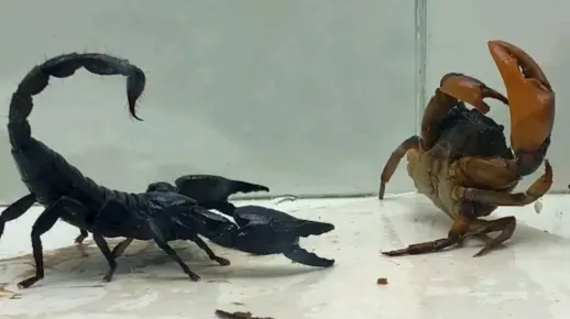蝎子VS老鼠，蜈蚣，螃蟹 大PK，三连胜！