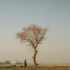 【17MFA】《以树之名》（2020年学院奖最佳影片奖、优秀毕业作品奖）