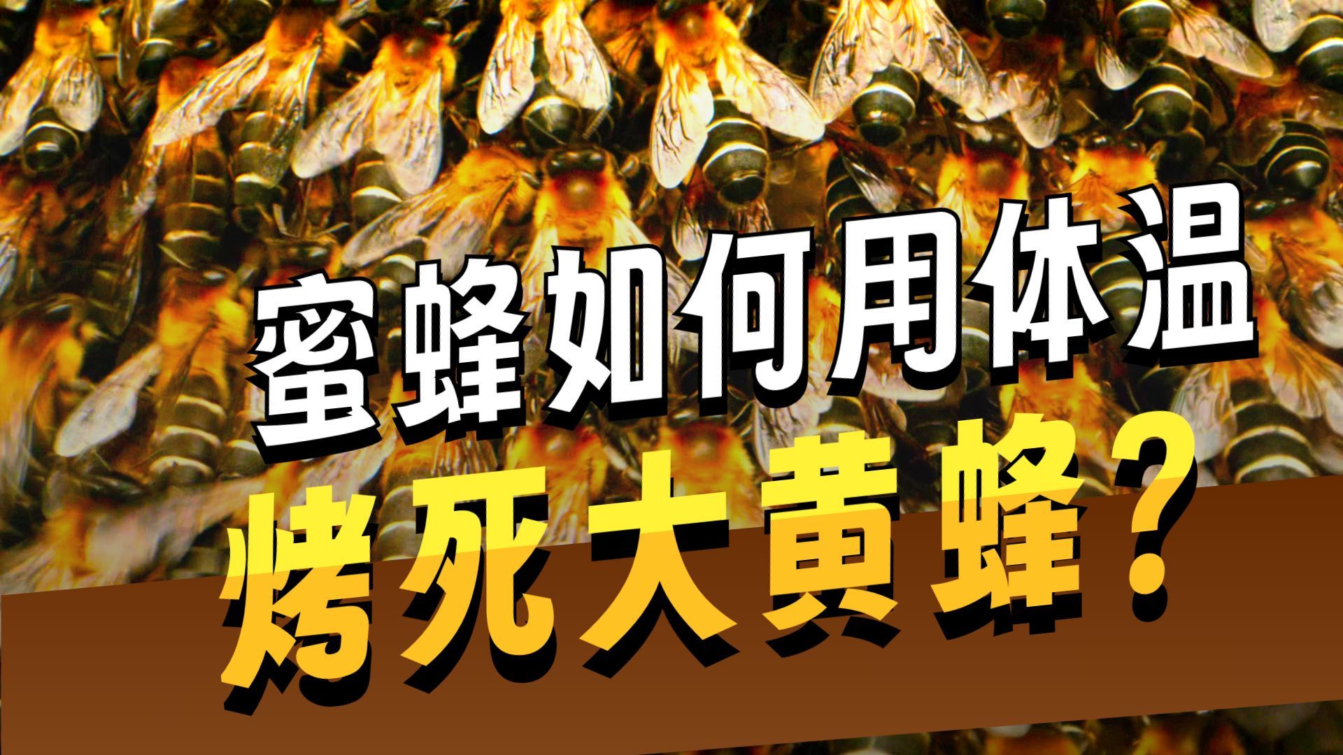 蜜蜂的秘密：47℃ 一度之差的生与死