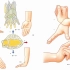 【骨关节功能解剖学】腕关节肌肉的作用
