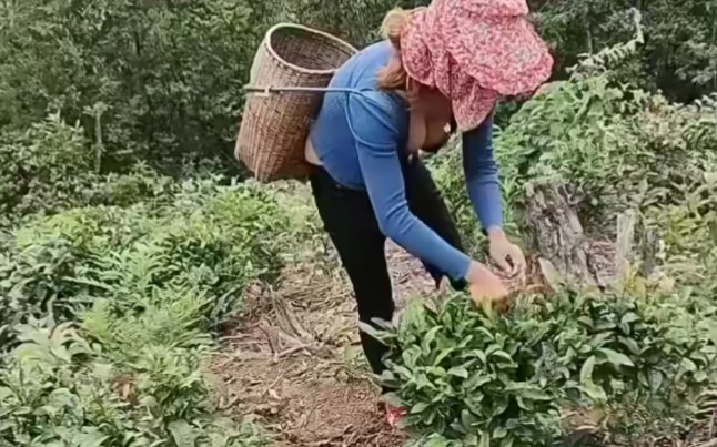Anyone bored, come to pick tea