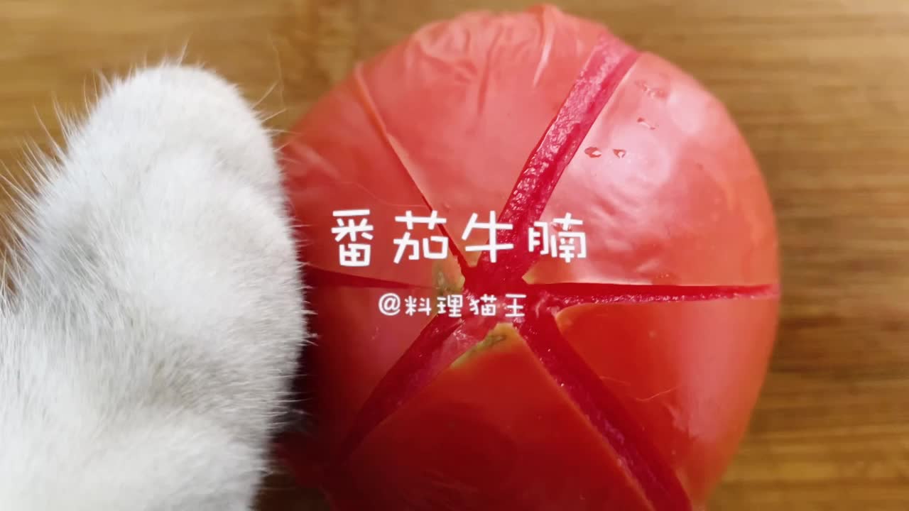 料理猫王为主人精心准备番茄牛腩这只猫咪成精了