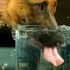 惊了：狗到底是怎么喝水的？镜头放慢50倍，原来我们都错了…@油兔不二字幕组