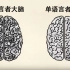 双语学习对大脑有害吗？