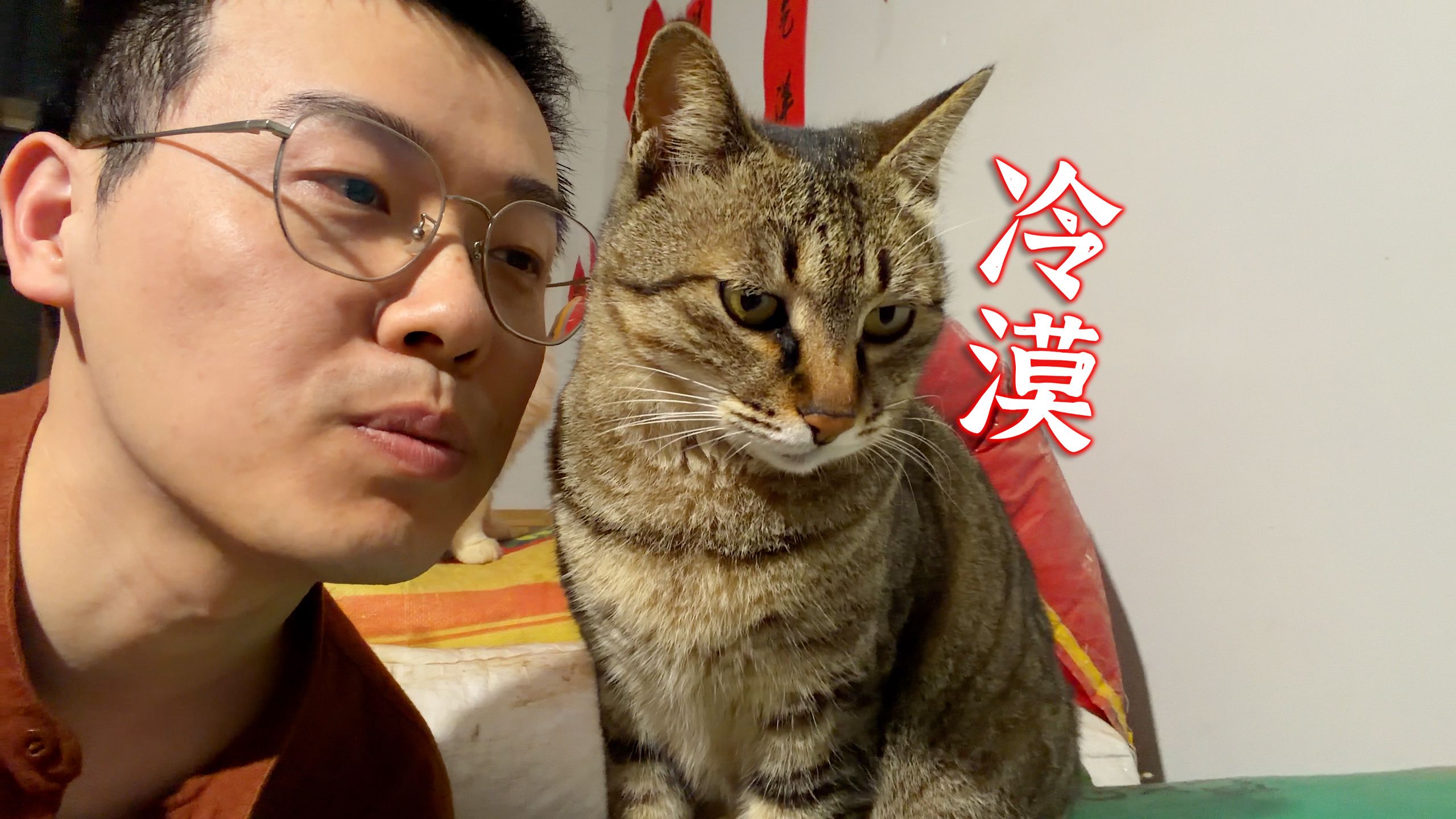 猫咪的高冷是天生的吗?