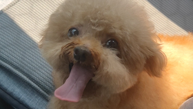 474a34940af49ffd25ce1b0d224dc93457af284d.png@280w_158h_1c_100q.jpg