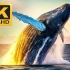 [4K 60帧] 鲸鱼：庞大而又孤独的生物 [动物世界]