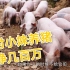 农村养殖猪有多赚钱？农村小妹家养500多头猪，一年就能挣几百万