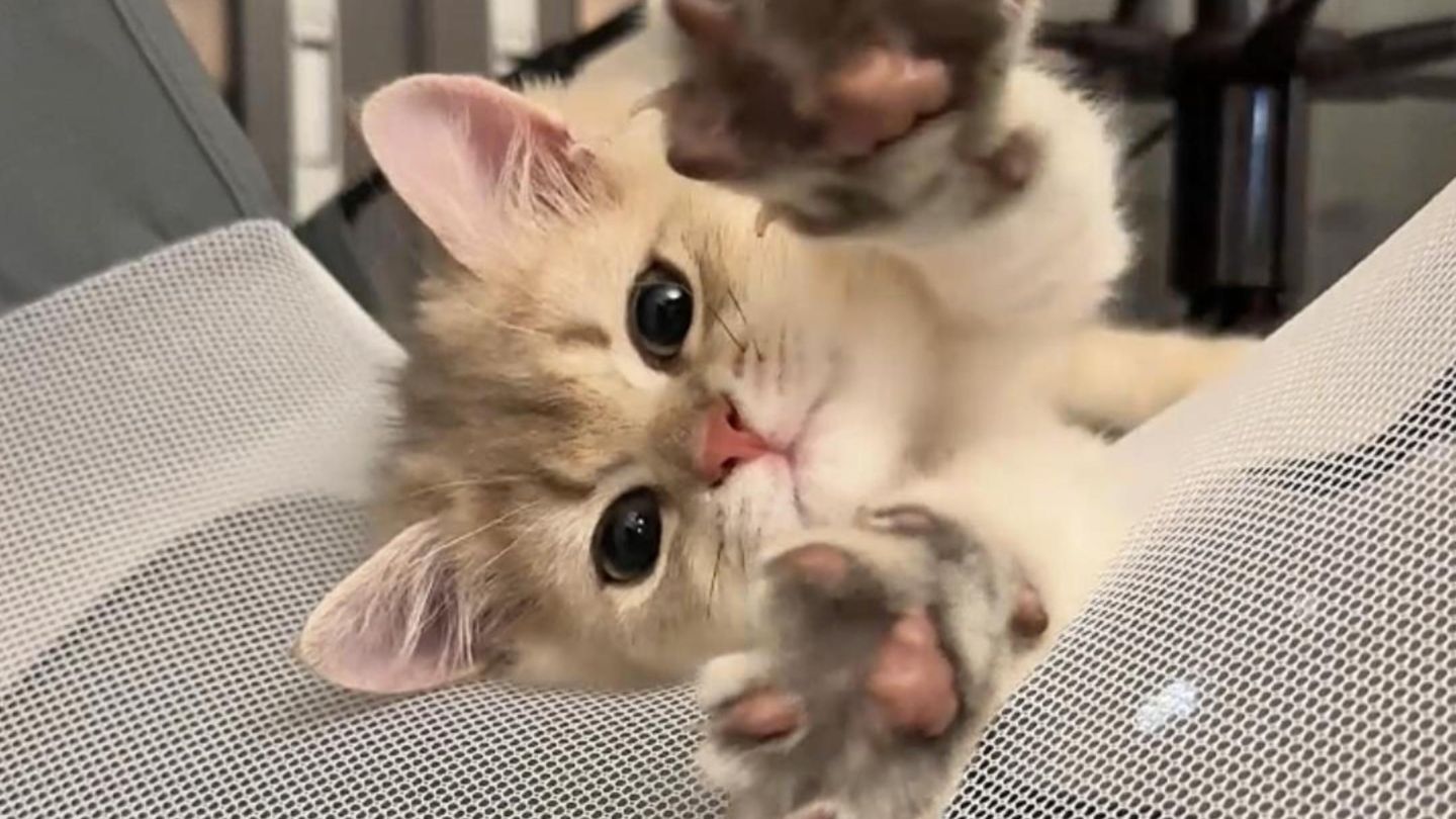 我的猫不鸟我