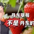 丹东草莓不是丹东的？！