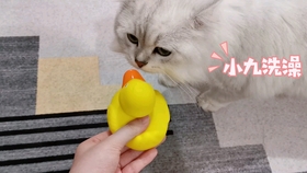 兔子怎么洗澡的过程 47b4e6b5176abe37e9b74f536af4e6e86412c3e6.jpg@280w_158h_1c_100q.jpg