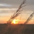 【空镜头】 植物野草夕阳傍晚 视频素材分享
