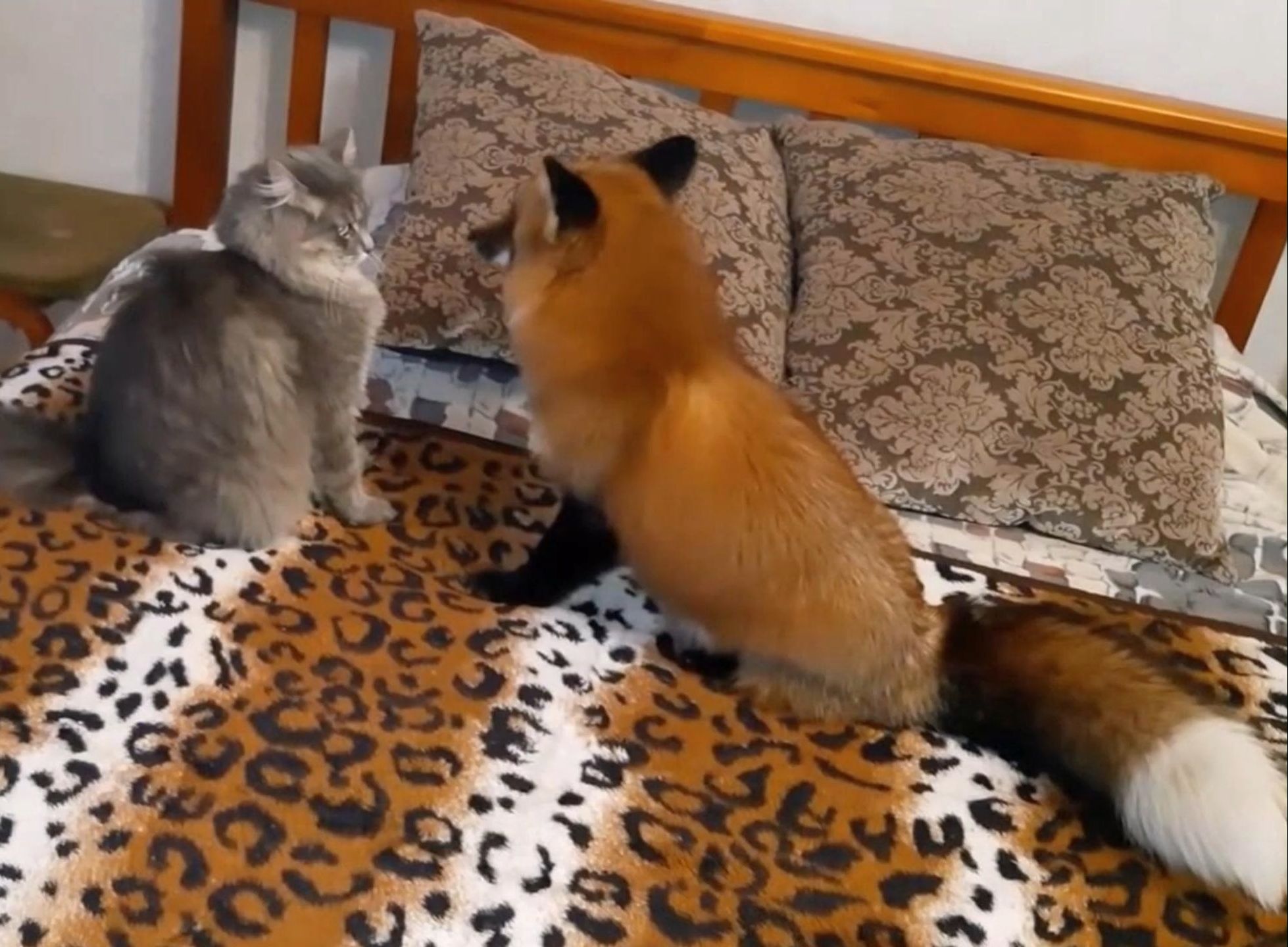 小狐狸想和猫咪交朋友一起玩