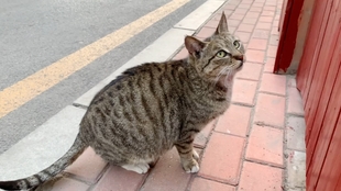 怎么看小猫咪是不是怀孕了 47bef4807077dab91b0726e9b0001e341adf151f.jpg@310w_174h_1c_100q.jpg