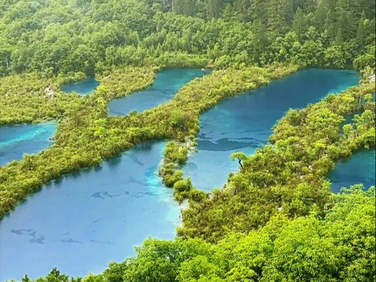 九寨沟·树正群海，一定要爬上树正寨观景平台，这样才能观看到树正群海全貌