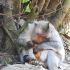 小猴卡在产道时间过长窒息而亡，猴妈费尽力气把死婴生下
