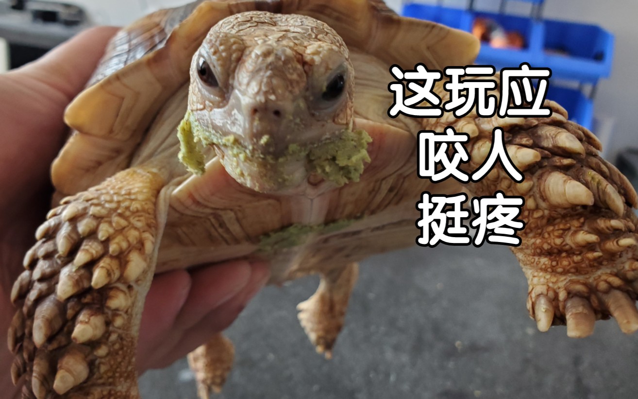训龟记，如何让龟快速追手。今年第一次被咬手出现了→_→_哔哩哔哩 (゜-゜)つロ 干杯~-bilibili