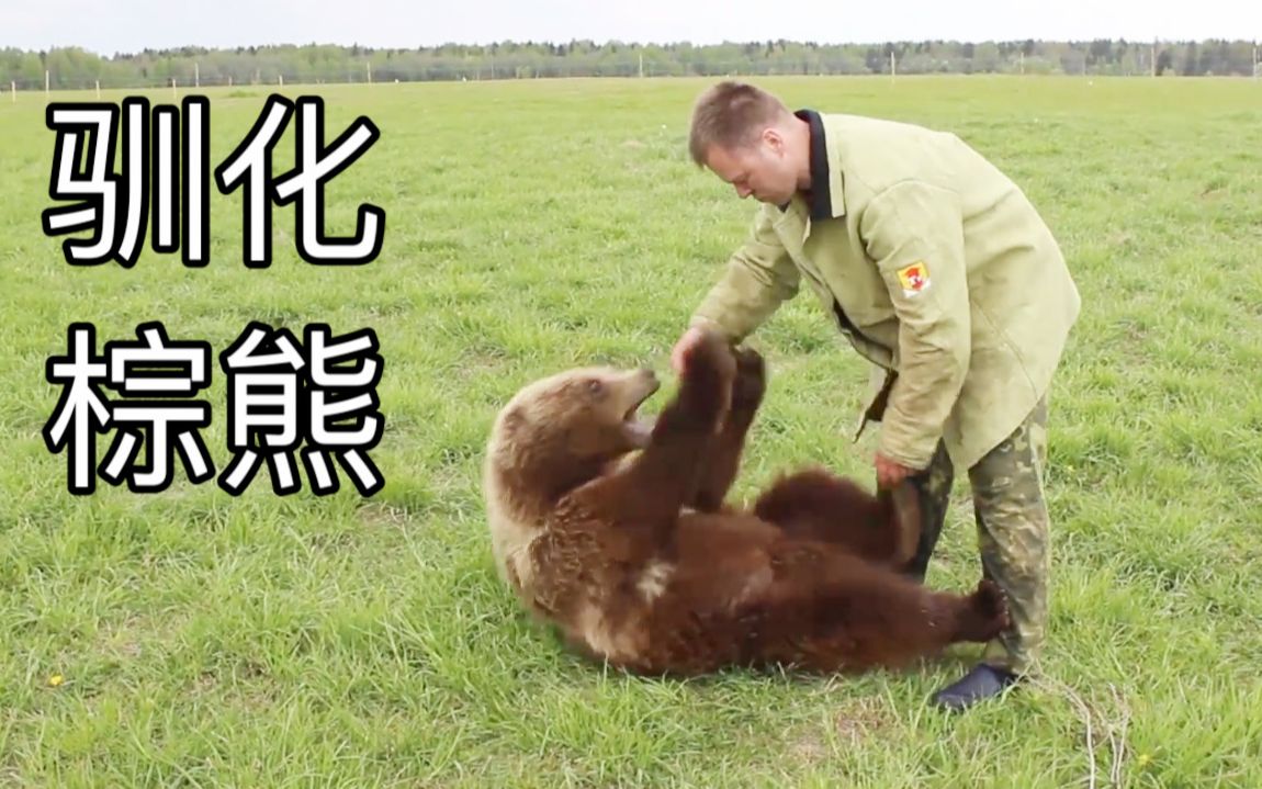 怎样看待：俄罗斯人早期驯化野生大棕熊的珍贵视频[一阶段]的第1张示图
