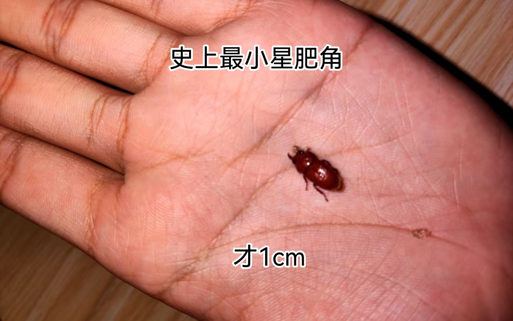 史上最小星肥角，极限个体才1cm