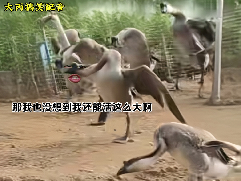 大鹅：我们这样你都能养活啊？