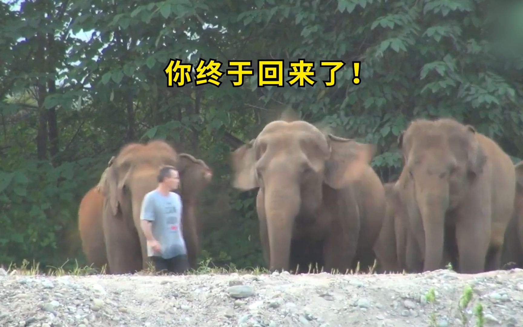 国外饲养员与大象时隔一年相遇，结果被象群狂追：你终于回来啦！