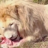 干饭时的白狮“理查德”，爪子都染红了