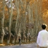 喜欢南京，是从秋天的梧桐大道开始的