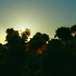 空镜头视频素材 阳光逆光向日葵 素材分享