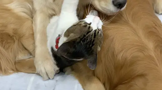 猫咪与狗的故事