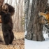 陷阱相机下阿穆尔虎 乌苏里棕熊 亚洲黑熊 远东豹的共存