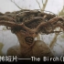 【恐怖短片】The Birch（白桦树）/中英字幕
