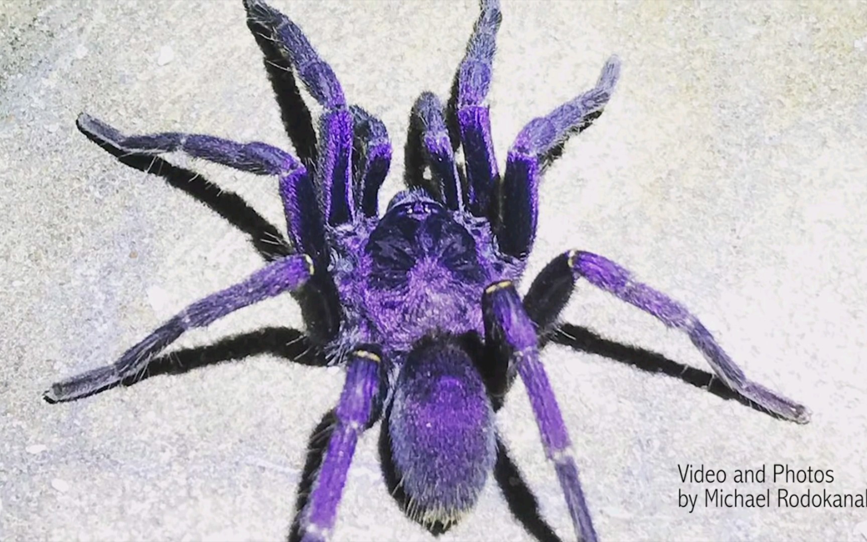 非洲的莫桑比克居然有这么漂亮的捕鸟蛛，全身通透的紫色光泽，我称之为非洲颜值顶端