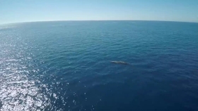 未知生物实拍照片 4833220aca71ad63728daee55787a14568691a69.jpg@280w_158h_1c_100q.jpg