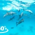 【360°全景VR】海豚天堂