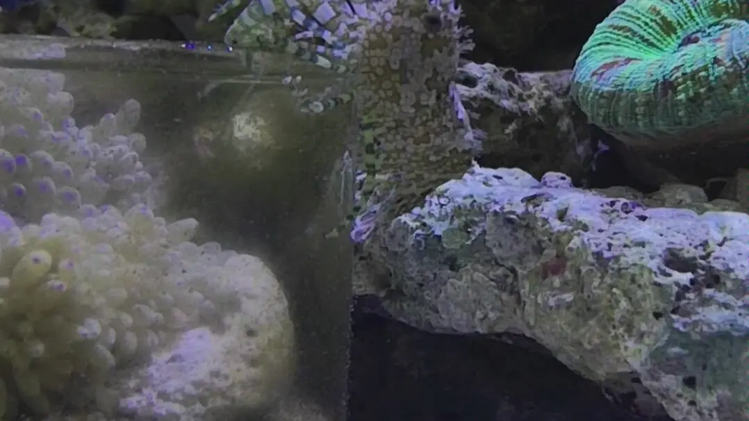 美丽的假绵羊虾