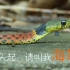 中国红脖子要改名了，叫做海勒颈槽蛇