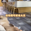动物圈可爱鬼大赏:10委屈巴巴的小猫洗完澡更加委屈了霍曼宠物烘干箱烘干松弛派暖暖享自在
