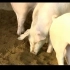 养猪养殖视频一点通 猪高产养殖技术 猪养殖技术 养猪技术