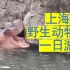 上海野生动物园游玩vlog——周末师兄带我们去的