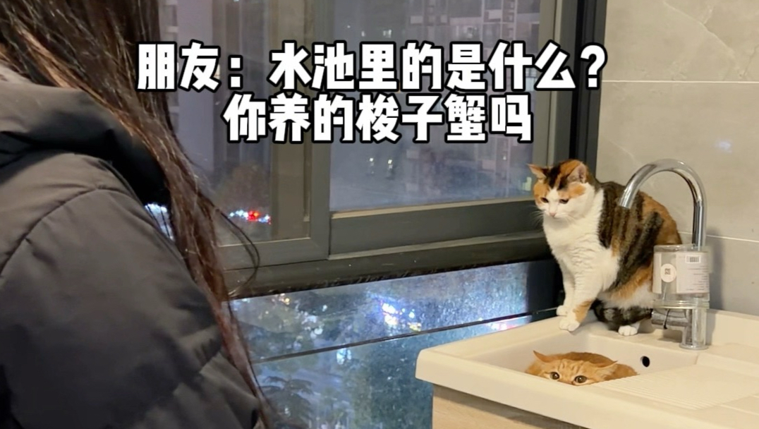 我的朋友来家里看猫 我的猫社恐躲在水池伪装成梭子蟹企图蒙混过关不接客