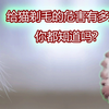 给猫剃毛的危害有多大？你都知道吗