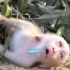 小猴子发癫导致劳累过度