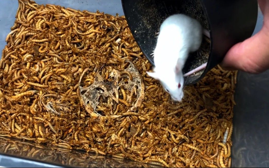 将一只饥饿的老鼠放进装有3000只面包虫的箱子里会发生什么？