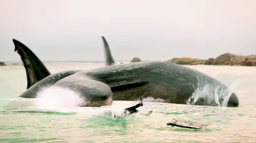 这几条影视里的变异多头鲨鱼，你觉得哪个更奇葩？