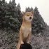 ins网友用慢镜头拍下了他家的柴犬，短短1分钟的视频，配合飘雪和BGM竟然拍出了诗情画意的感觉~