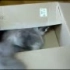 【猫片】一只想要进箱子的猫