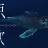 【鲸落】1分钟沉浸式感受鲸的声音