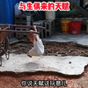 穿尿不湿玩双杠，将来前途不可限量