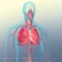 什么是呼吸衰竭，3D演示。。